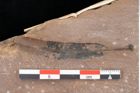 Foto (Detailsansicht) von Quercus palaeoilex Ettingshausen (NHMW-GEO-2024-0188-0762)